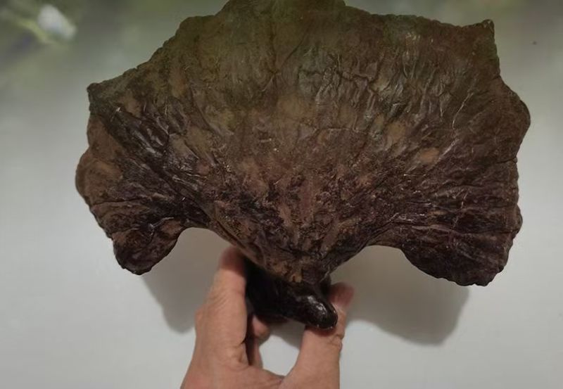 灵芝，一手货源，品质优良，诚信长期合作，欢迎电话联系