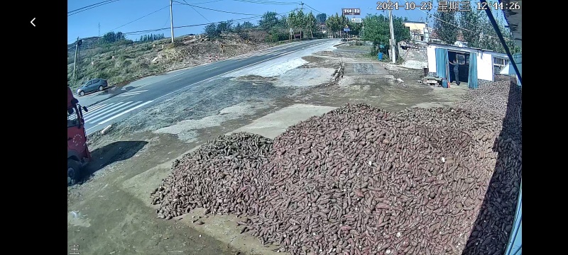 山东邹城红薯主产地大量供应高淀粉红薯济薯25.加红薯