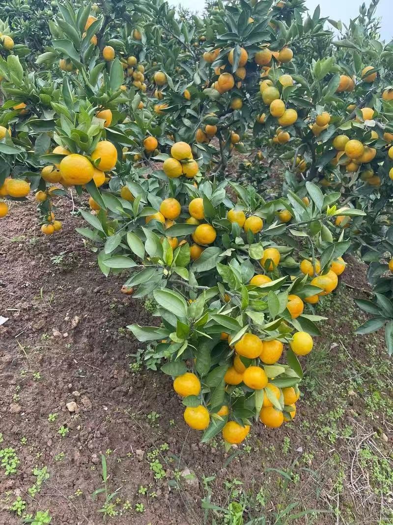 蜜桔陕西蜜桔大量上市，对接各大商超市场电商，品质保证