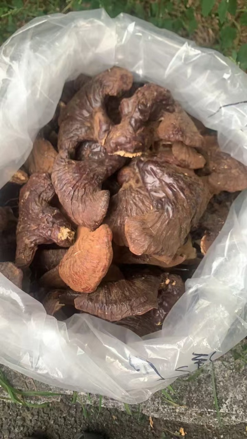 灵芝，一手货源，产地直发，诚信合作，长期合作，欢迎电话联系。