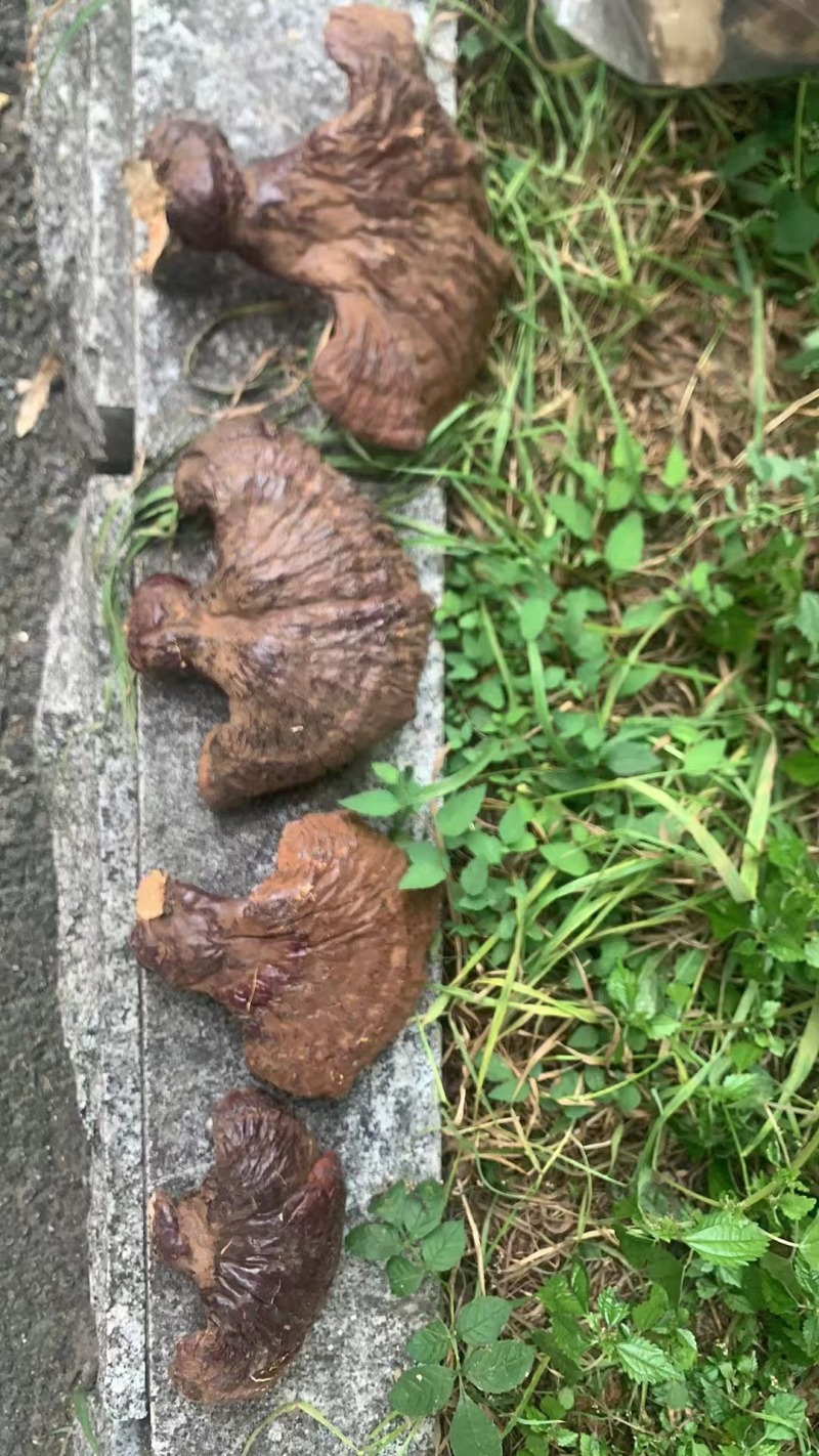 灵芝，一手货源，产地直发，诚信合作，长期合作，欢迎电话联系。