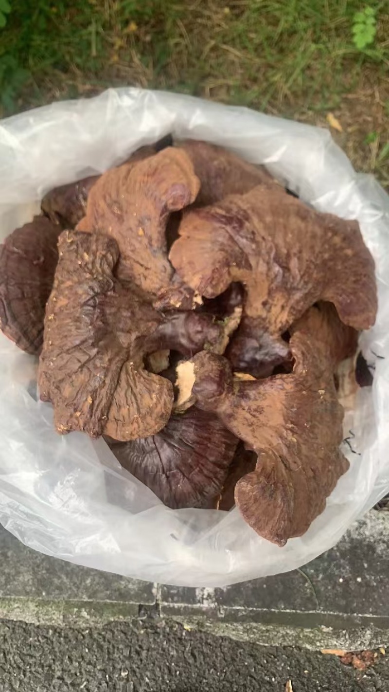 灵芝，一手货源，产地直发，诚信合作，长期合作，欢迎电话联系。