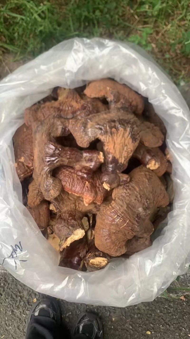 灵芝，一手货源，产地直发，诚信合作，长期合作，欢迎电话联系。