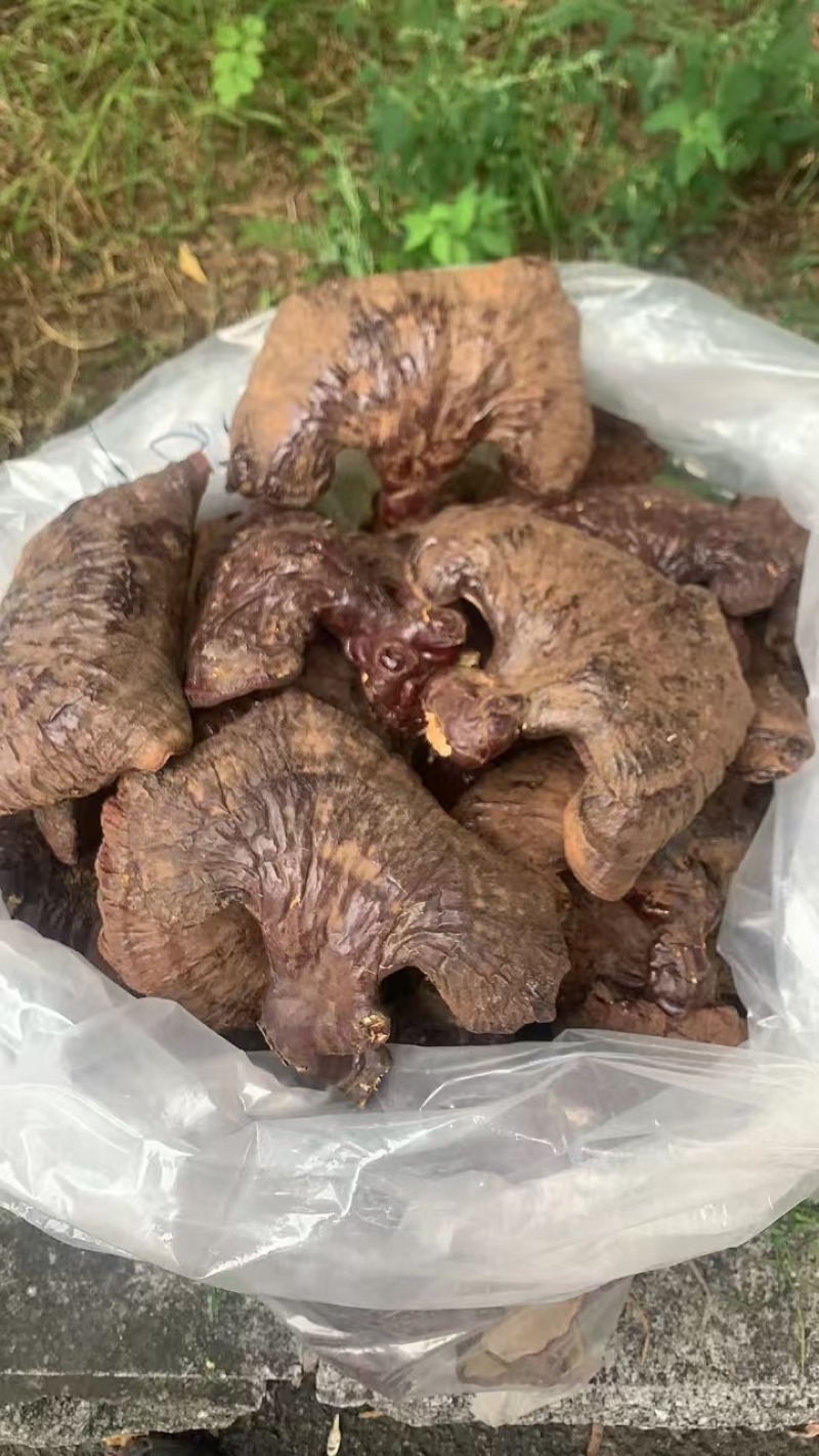 灵芝，一手货源，产地直发，诚信合作，长期合作，欢迎电话联系。