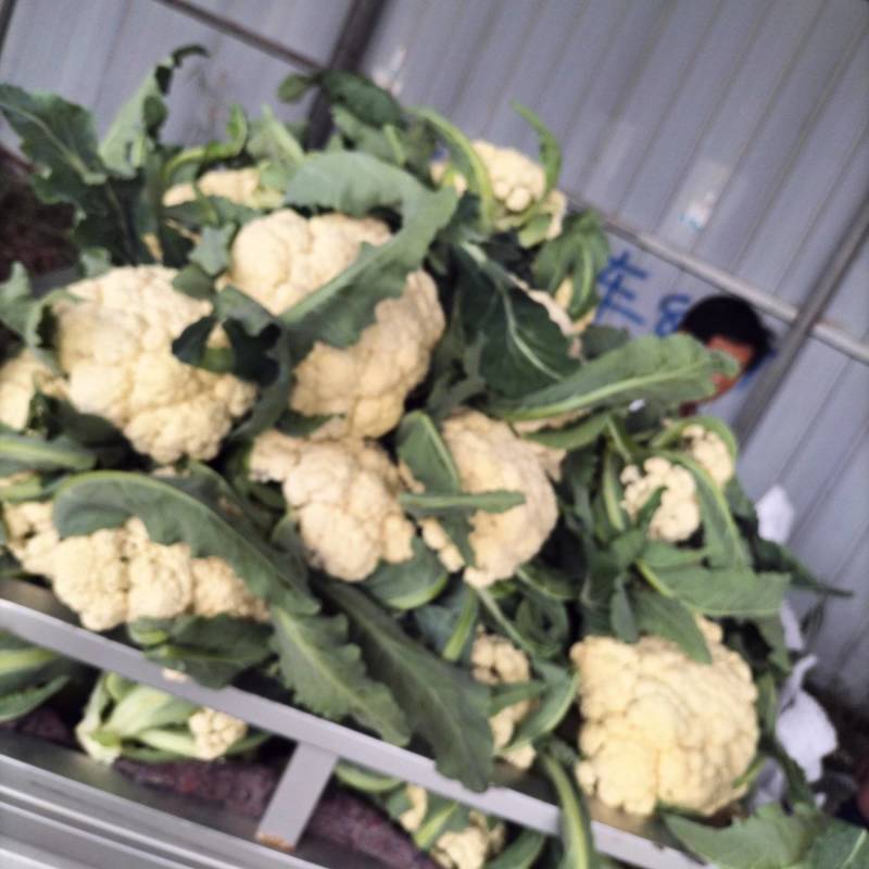 有机花莱大量上市中，产地直供代发全国