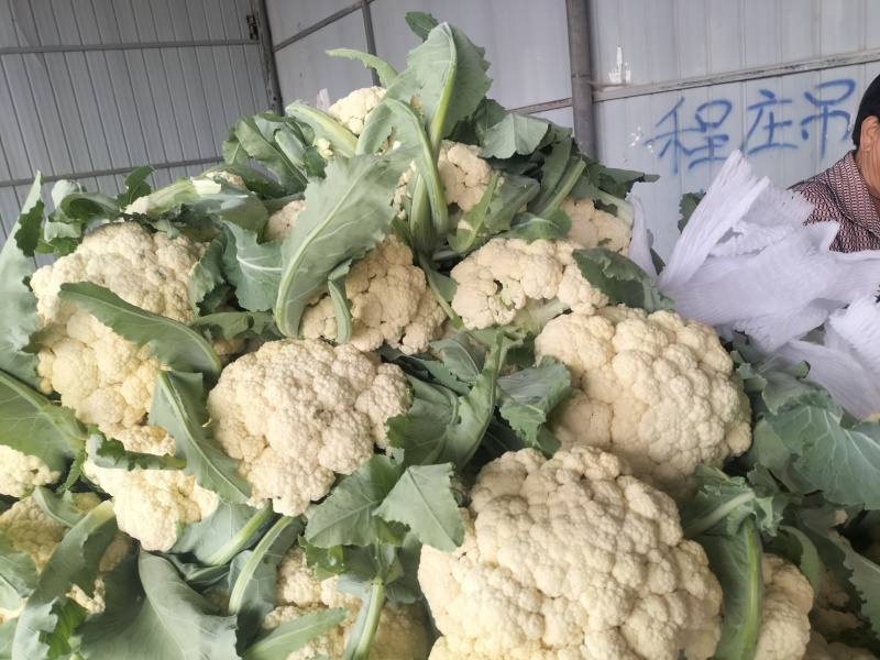 有机花莱大量上市中，产地直供代发全国