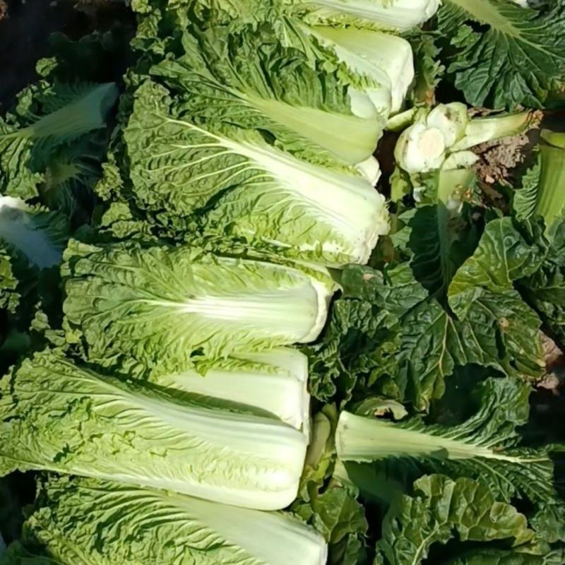 大白菜