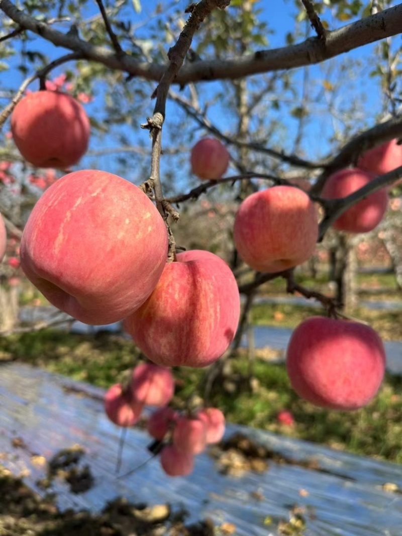 洛川苹果电商一件代发精品保真