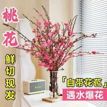 新鲜桃树枝干枝泡遇水开花桃花枝干支水插花雪柳水培水培植物