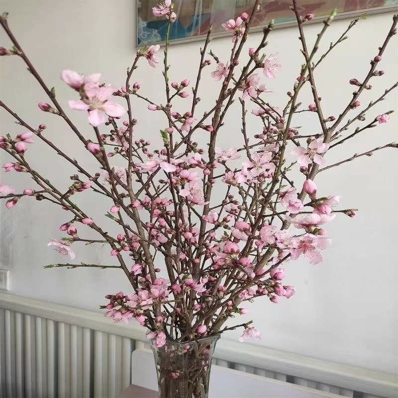 新鲜桃树枝干枝泡遇水开花桃花枝干支水插花雪柳水培水培植物