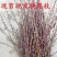 新鲜桃树枝干枝泡遇水开花桃花枝干支水插花雪柳水培水培植物