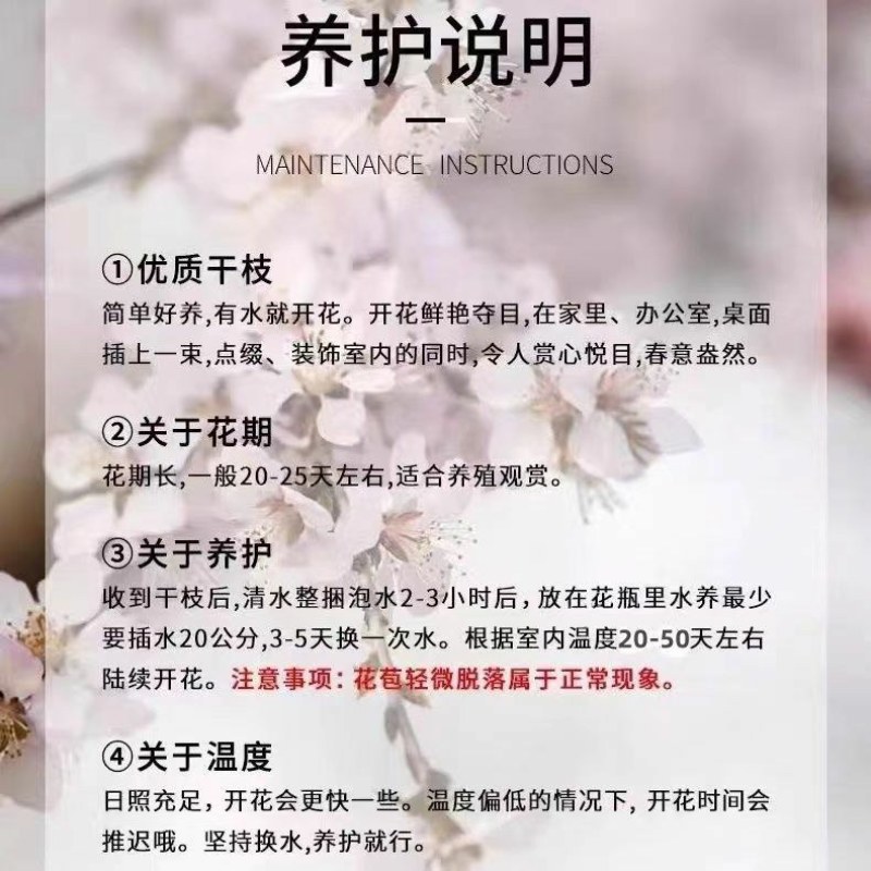 新鲜桃树枝干枝泡遇水开花桃花枝干支水插花雪柳水培水培植物