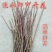 新鲜桃树枝干枝泡遇水开花桃花枝干支水插花雪柳水培水培植物