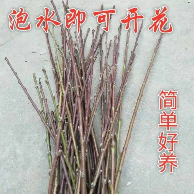 新鲜桃树枝干枝泡遇水开花桃花枝干支水插花雪柳水培水培植物