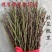 新鲜桃树枝干枝泡遇水开花桃花枝干支水插花雪柳水培水培植物
