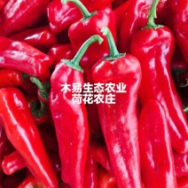 芜湖红椒，基地直发，个大，条直，色正欢迎咨询