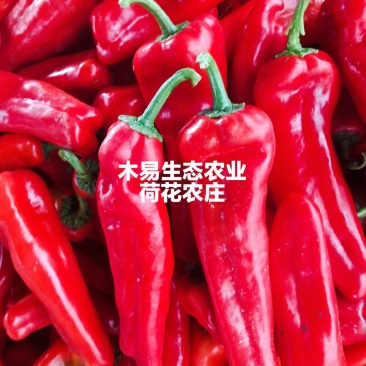 芜湖红椒，基地直发，个大，条直，色正欢迎咨询