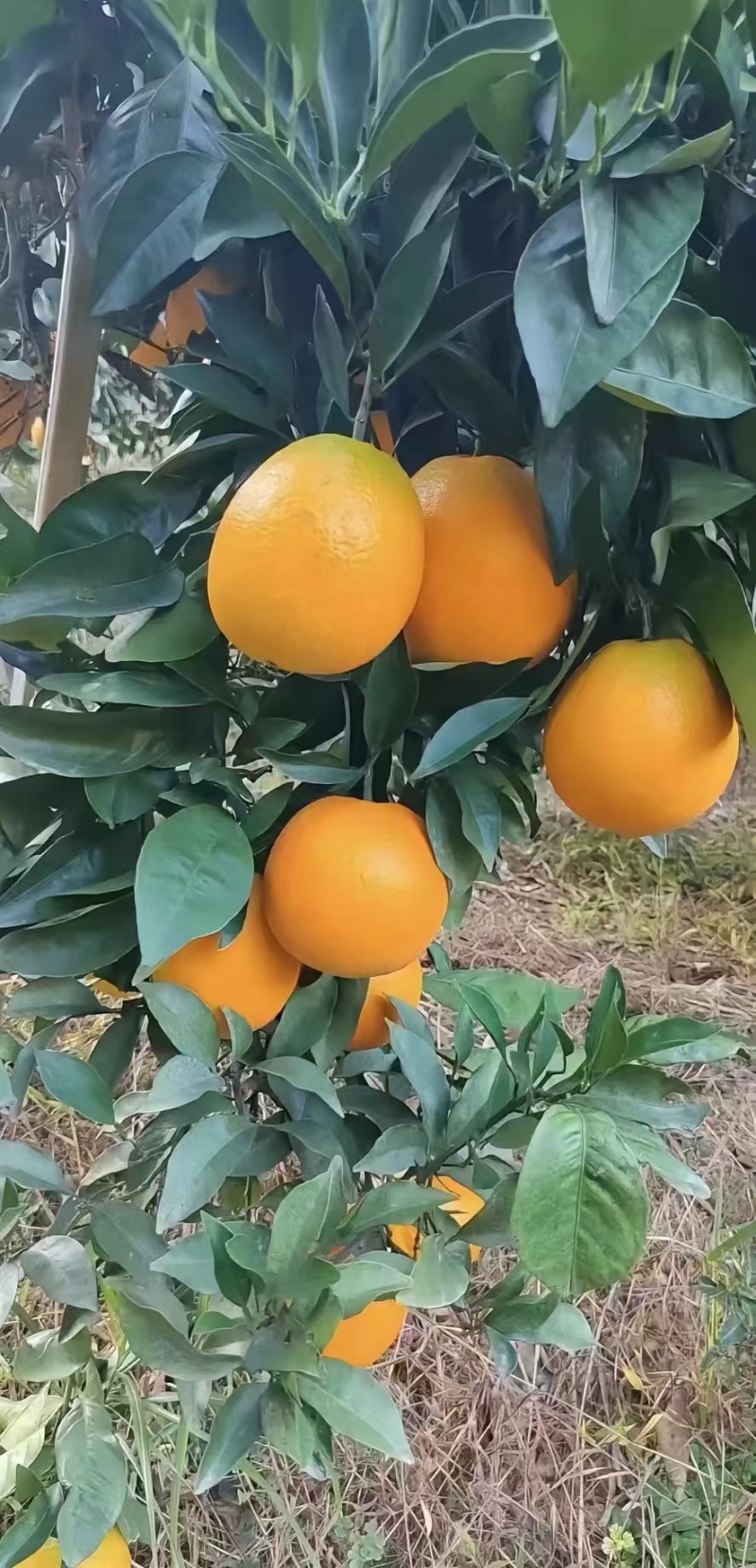 福建精品脐橙，货源充足,品质保证，欢迎大家来电咨询