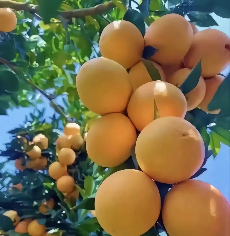 福建精品脐橙，货源充足,品质保证，欢迎大家来电咨询