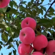 宁夏红富士苹果脆甜可口量大从优价格美丽质量好走货快热卖