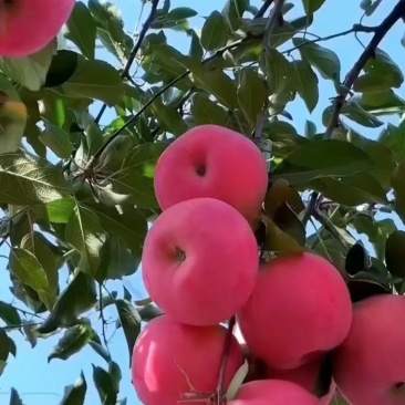 宁夏红富士苹果脆甜可口量大从优价格美丽质量好走货快热卖