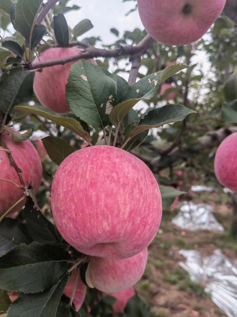 宁夏红富士苹果脆甜可口量大从优价格美丽质量好走货快热卖