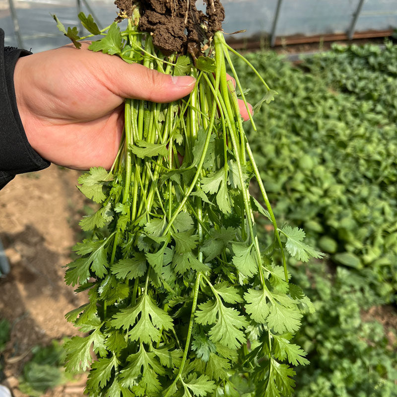 出得快香香菜种子深绿叶铁杆芫荽种子香味浓春秋季大叶香菜
