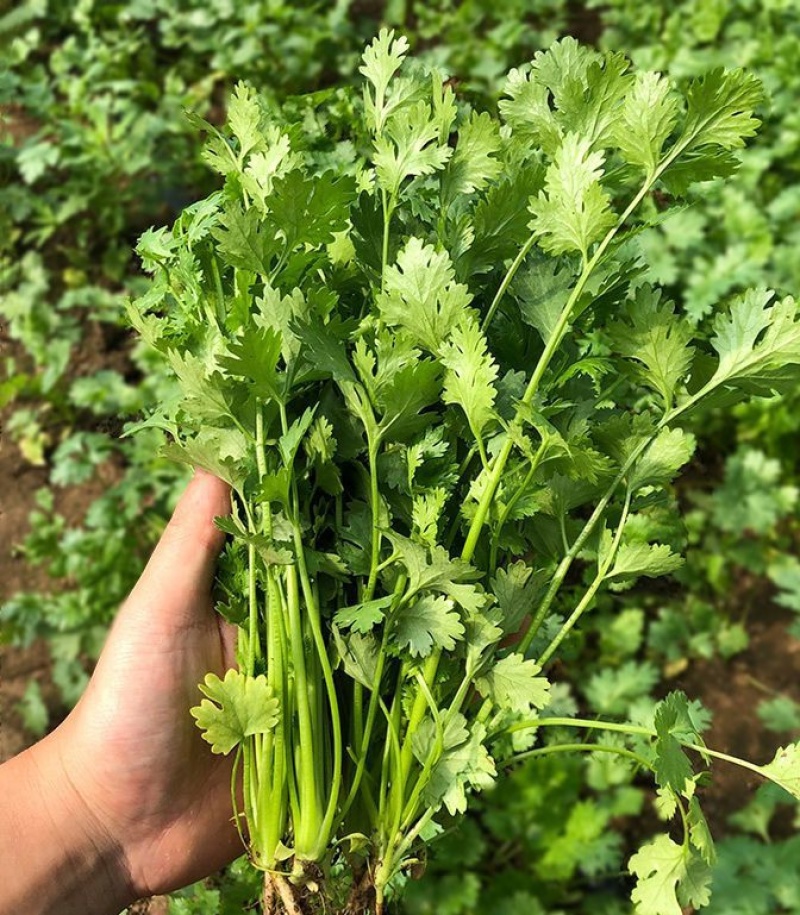 出得快香香菜种子深绿叶铁杆芫荽种子香味浓春秋季大叶香菜