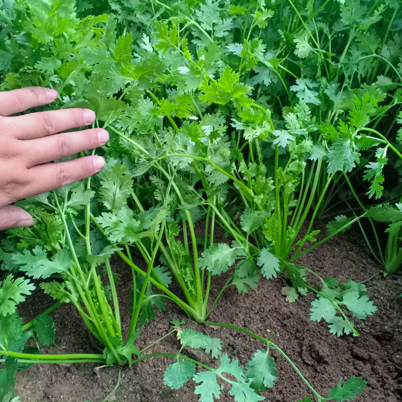 出得快香香菜种子深绿叶铁杆芫荽种子香味浓春秋季大叶香菜