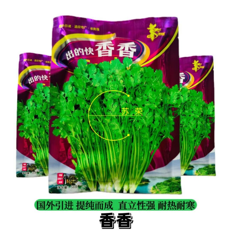 出得快香香菜种子深绿叶铁杆芫荽种子香味浓春秋季大叶香菜
