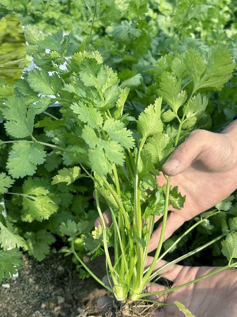 出得快香香菜种子深绿叶铁杆芫荽种子香味浓春秋季大叶香菜