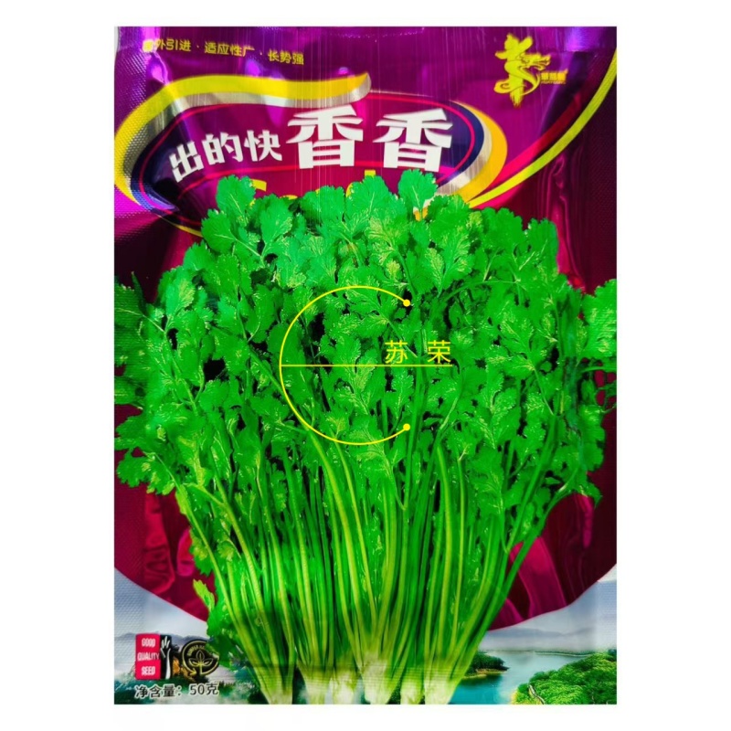 出得快香香菜种子深绿叶铁杆芫荽种子香味浓春秋季大叶香菜