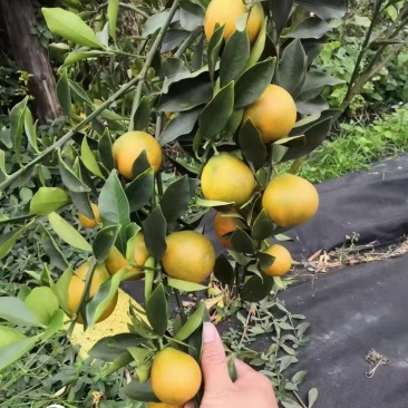 脆蜜金桔苗