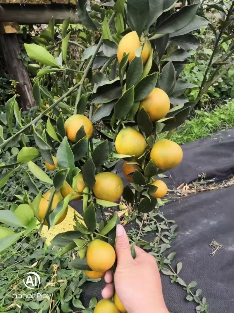 脆蜜金桔苗