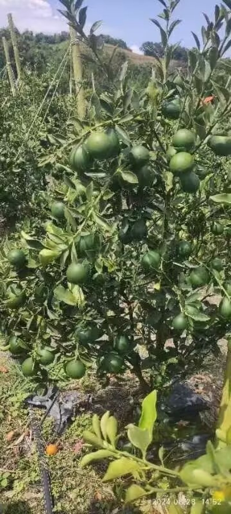 脆蜜金桔苗
