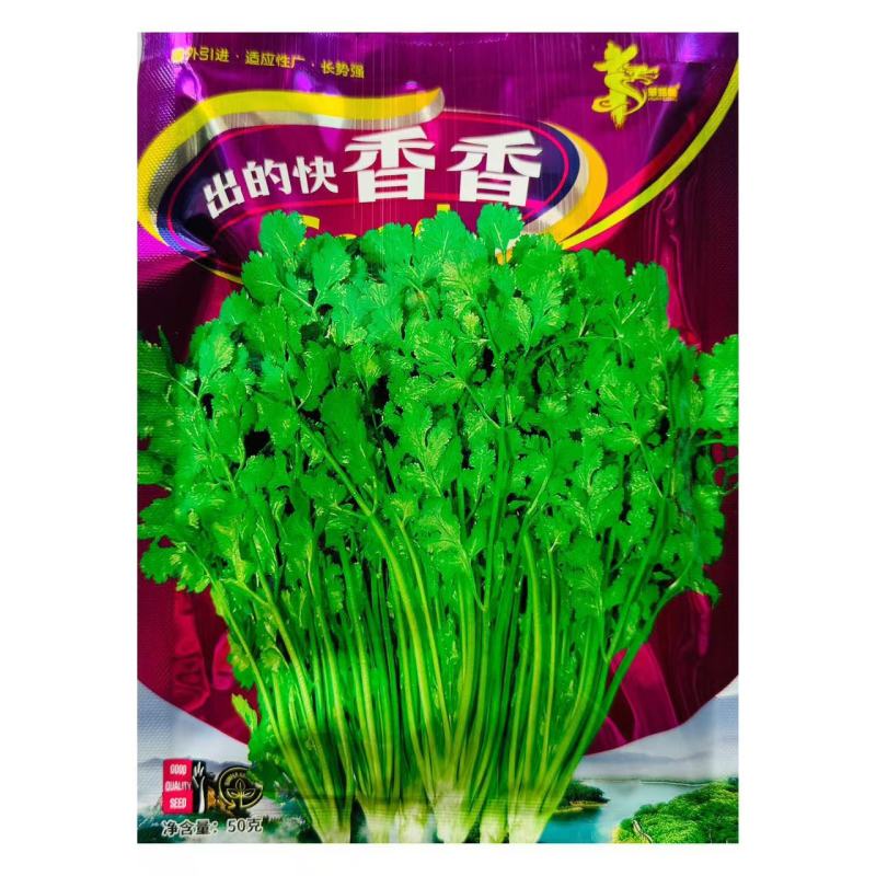 甜味猪耳朵菠菜种子大叶抗热抗病耐抽苔秋冬菠菜种籽