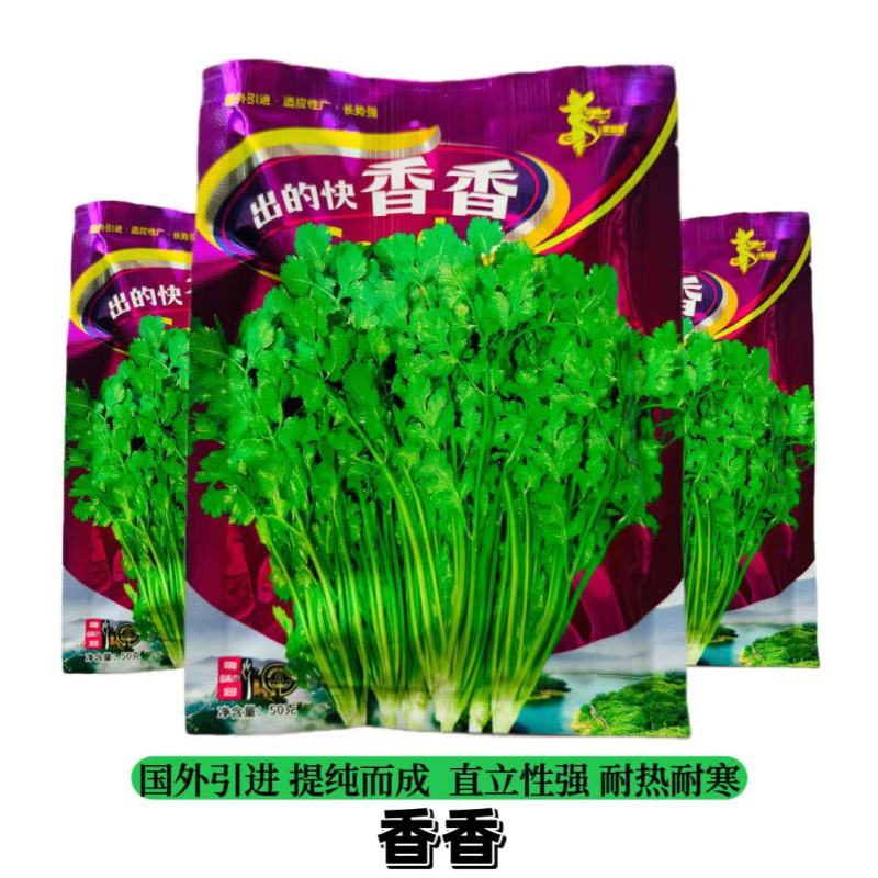 甜味猪耳朵菠菜种子大叶抗热抗病耐抽苔秋冬菠菜种籽