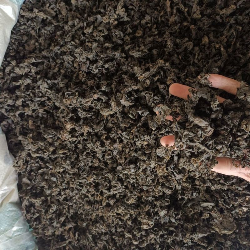 免洗地皮菜干货雷公菜特级蔬菜地软地木耳干货甘肃陇西发货