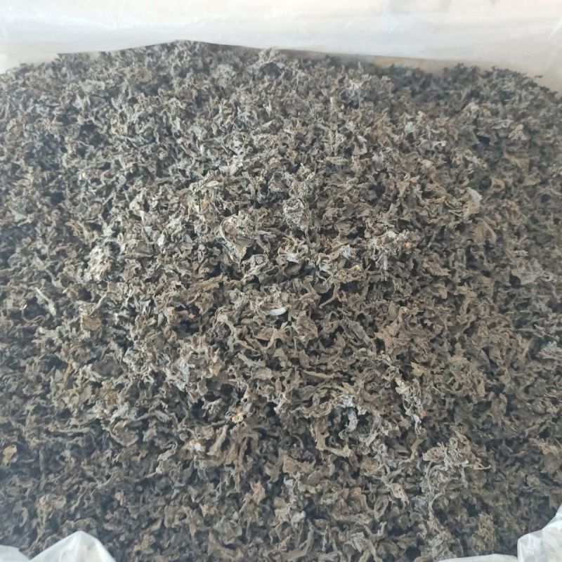 免洗地皮菜干货雷公菜特级蔬菜地软地木耳干货甘肃陇西发货