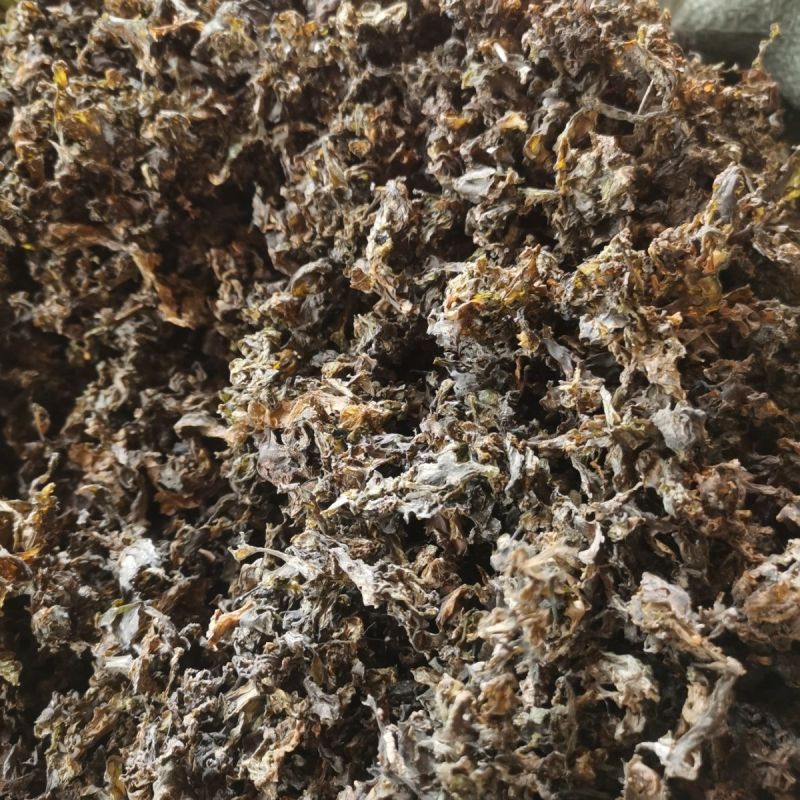 免洗地皮菜干货雷公菜特级蔬菜地软地木耳干货甘肃陇西发货