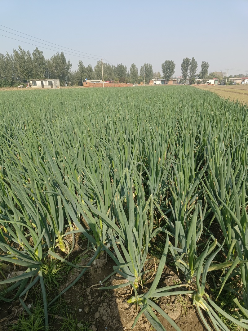 新乐大葱大量上市需要的联系我