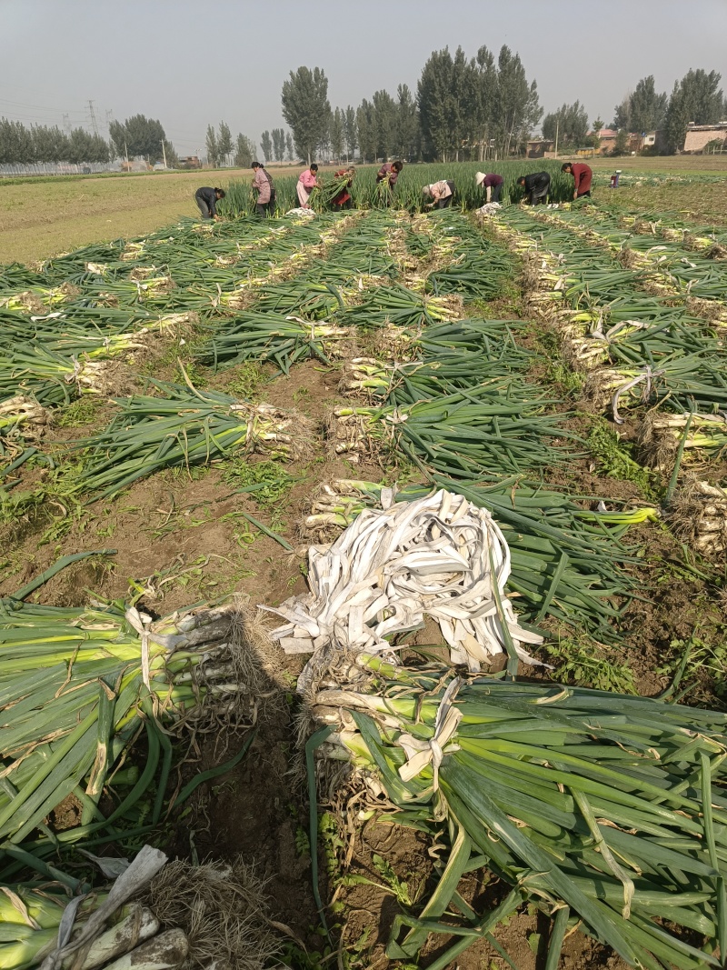 新乐大葱大量上市需要的联系我