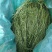 猫尾草批发提木西草提摩西草提木西草批发