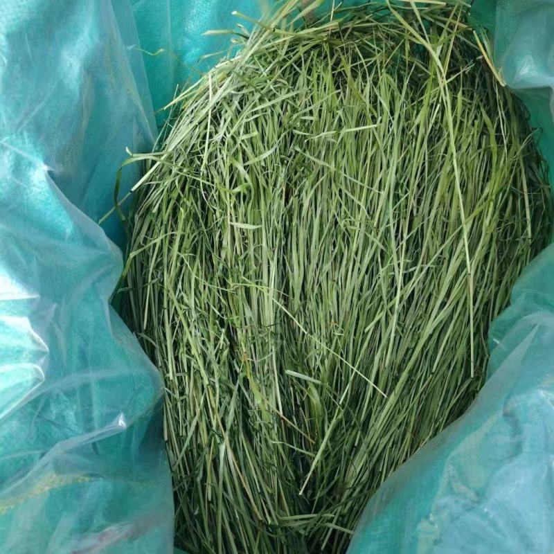 猫尾草批发提木西草提摩西草提木西草批发