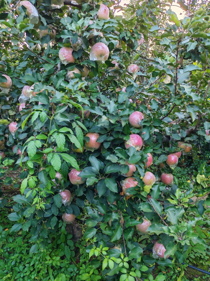红富士苹果