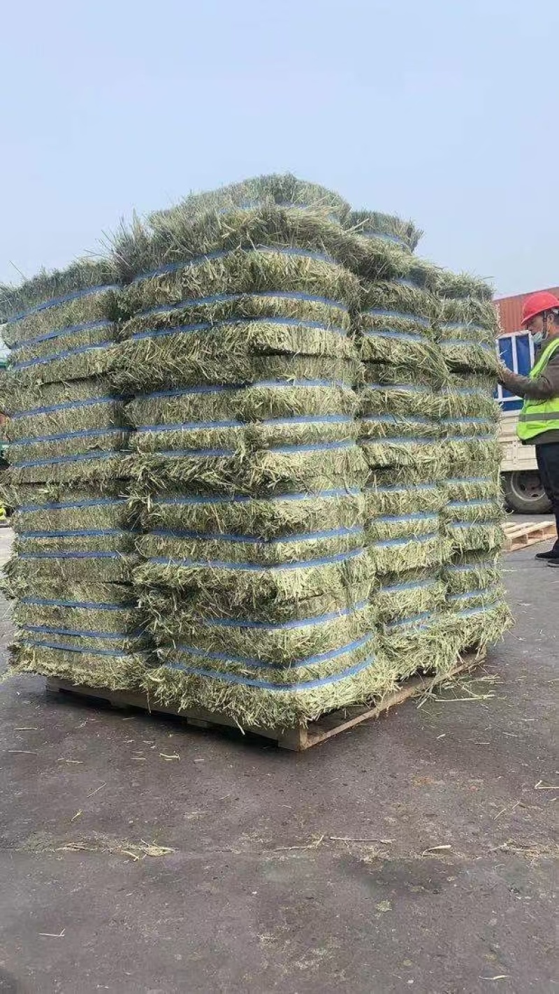 猫尾草批发提木西草提摩西草提木西草批发