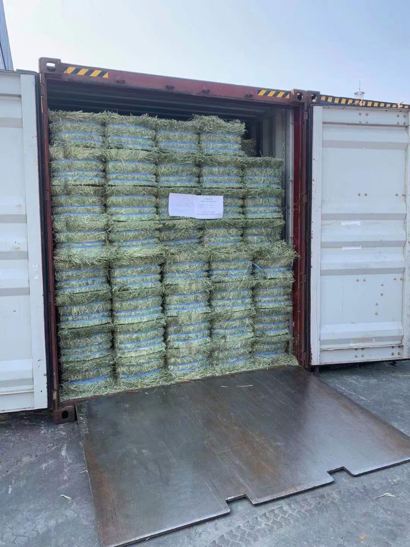 猫尾草批发提木西草提摩西草提木西草批发