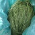 猫尾草批发提木西草提摩西草提木西草批发