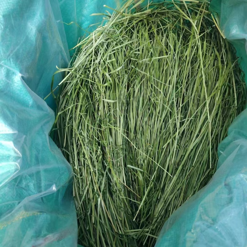 猫尾草批发提木西草提摩西草提木西草批发