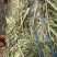 猫尾草批发提木西草提摩西草提木西草批发